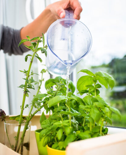 A Creative Source for Basil Seedlings